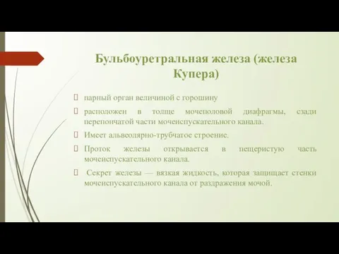 Бульбоуретральная железа (железа Купера) парный орган величиной с горошину расположен в