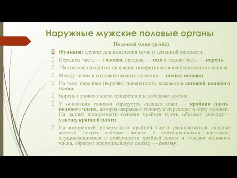 Наружные мужские половые органы Половой член (penis) Функция: служит для выведения