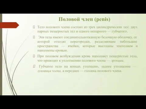 Половой член (penis) Тело полового члена состоит из трех цилиндрических тел: