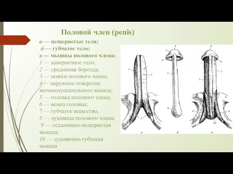 Половой член (penis) а — пещеристые тела; б — губчатое тело;