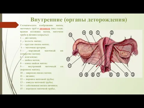 Внутренние (органы деторождения) Схематическое изображение матки, маточных труб и яичников (вид