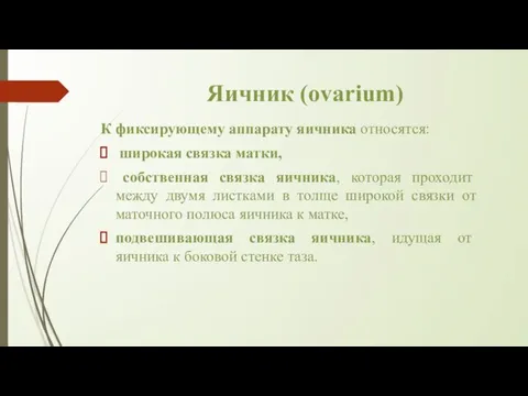 Яичник (ovarium) К фиксирующему аппарату яичника относятся: широкая связка матки, собственная