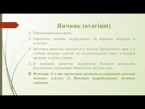 Яичник (ovarium) Паренхиматозный орган. Паренхиму яичника подразделяют на корковое вещество и