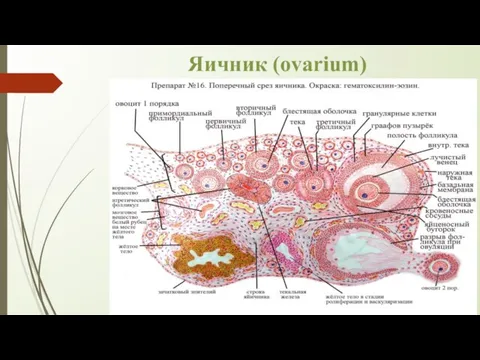 Яичник (ovarium)