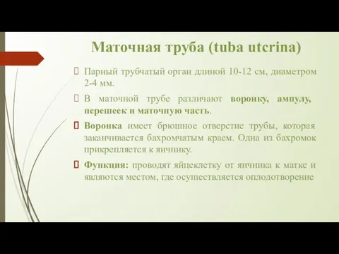 Маточная труба (tuba utcrina) Парный трубчатый орган длиной 10-12 см, диаметром