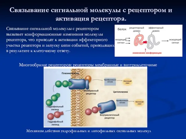 Связывание сигнальной молекулы с рецептором и активация рецептора. Механизм действия гидрофильных