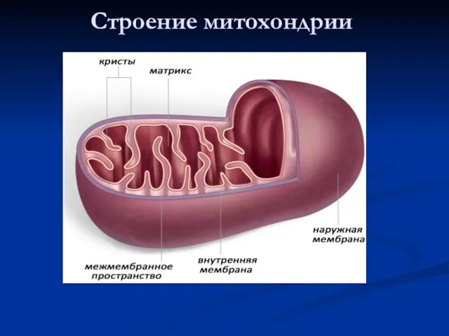 Строение митохондрии