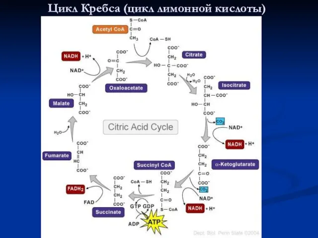 Цикл Кребса (цикл лимонной кислоты)