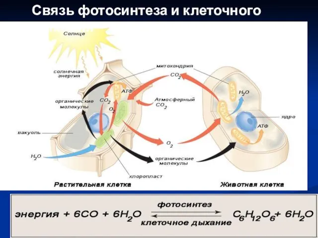 Связь фотосинтеза и клеточного дыхания