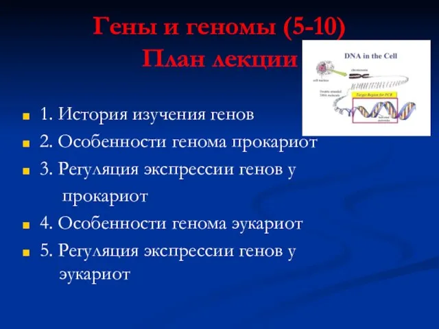 Гены и геномы (5-10) План лекции 1. История изучения генов 2.