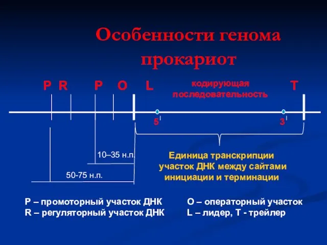 Особенности генома прокариот Р R Р О L 5 кодирующая последовательность