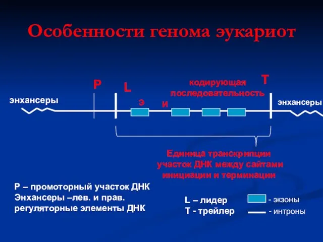 Особенности генома эукариот Р L кодирующая последовательность T Единица транскрипции участок