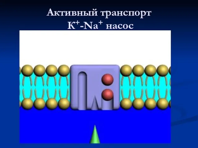 Активный транспорт К+-Na+ насос