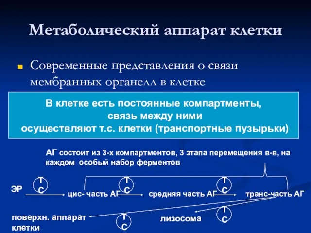 Метаболический аппарат клетки Современные представления о связи мембранных органелл в клетке