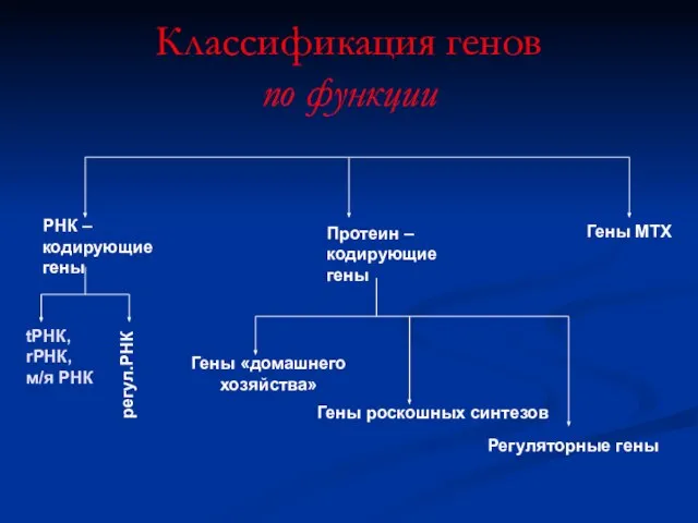 Классификация генов по функции РНК – кодирующие гены Протеин – кодирующие