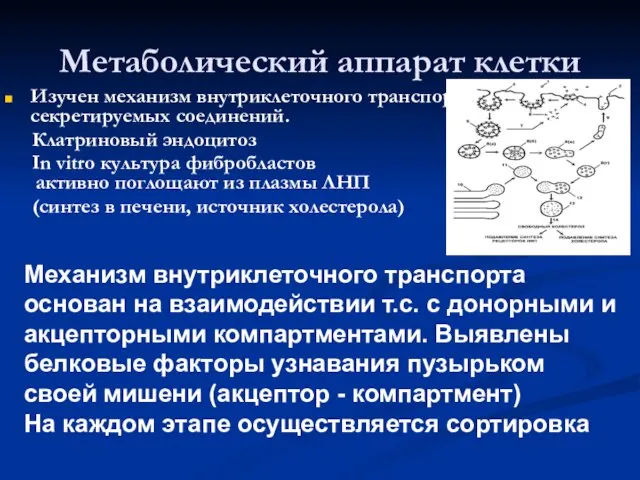 Метаболический аппарат клетки Изучен механизм внутриклеточного транспорта секретируемых соединений. Клатриновый эндоцитоз