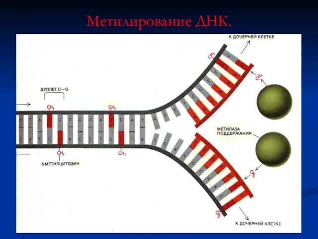 Метилирование ДНК.