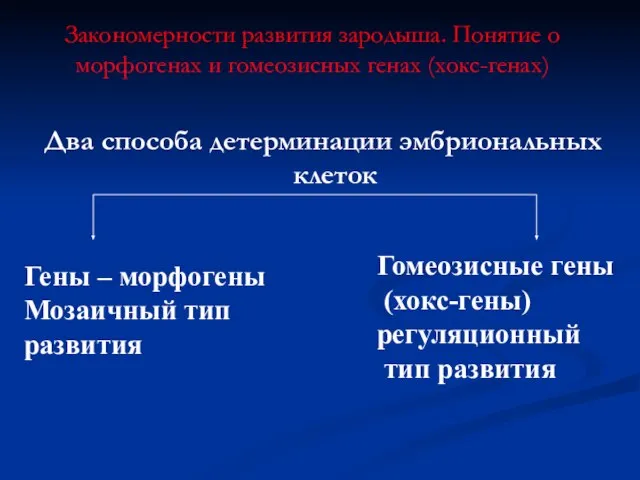 Закономерности развития зародыша. Понятие о морфогенах и гомеозисных генах (хокс-генах) Два