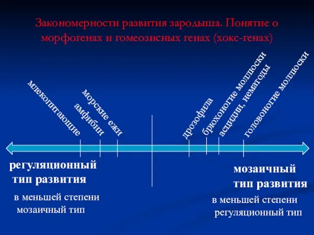 Закономерности развития зародыша. Понятие о морфогенах и гомеозисных генах (хокс-генах) мозаичный