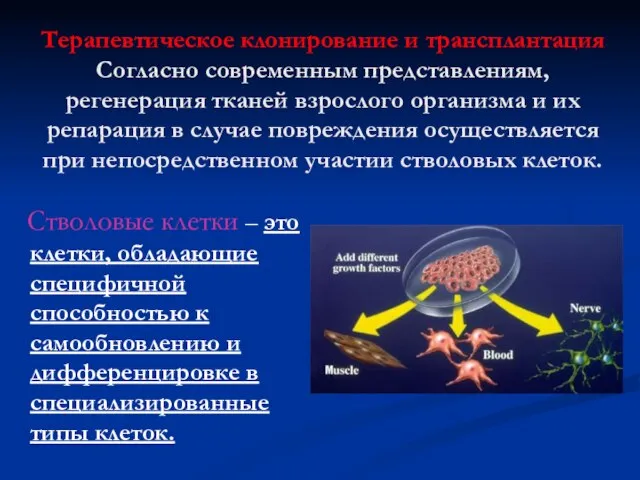 Терапевтическое клонирование и трансплантация Согласно современным представлениям, регенерация тканей взрослого организма