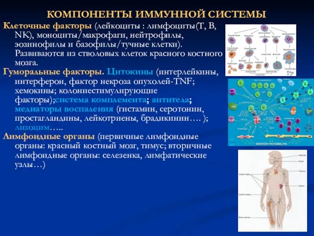 КОМПОНЕНТЫ ИММУННОЙ СИСТЕМЫ Клеточные факторы (лейкоциты : лимфоциты(Т, В, NK), моноциты/макрофаги,