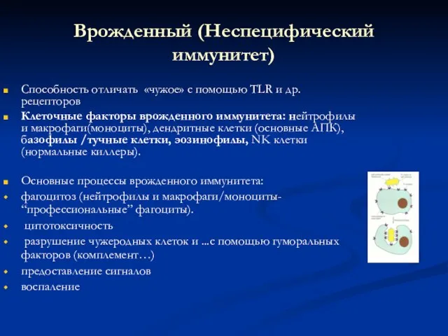 Врожденный (Неспецифический иммунитет) Способность отличать «чужое» с помощью TLR и др.