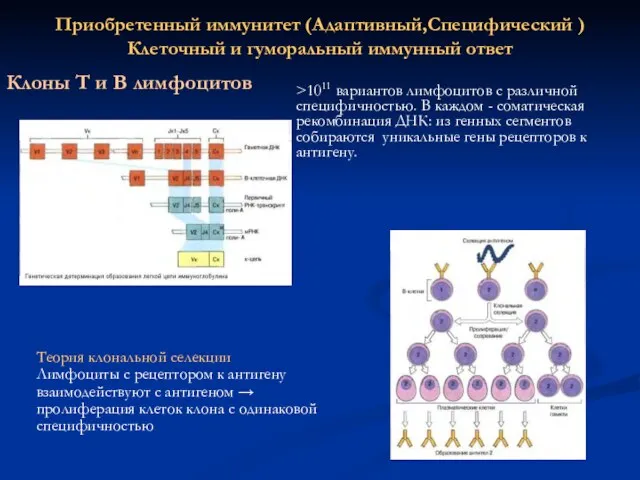 Приобретенный иммунитет (Адаптивный,Специфический ) Клеточный и гуморальный иммунный ответ Клоны Т