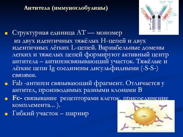 Антитела (иммуноглобулины) Структурная единица AT — мономер из двух идентичных тяжёлых