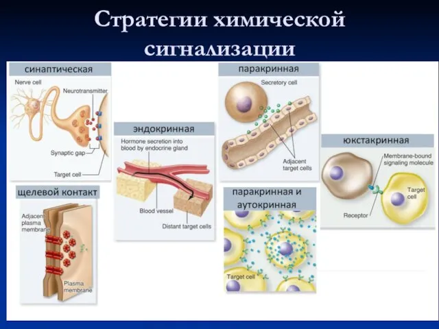 Стратегии химической сигнализации