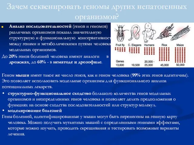 Анализ последовательностей (генов и геномов) различных организмов показал значительную структурную и