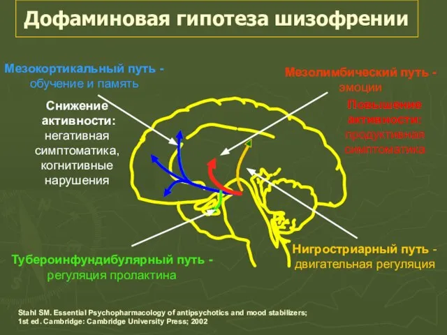 Снижение активности: негативная симптоматика, когнитивные нарушения Нигростриарный путь - двигательная регуляция