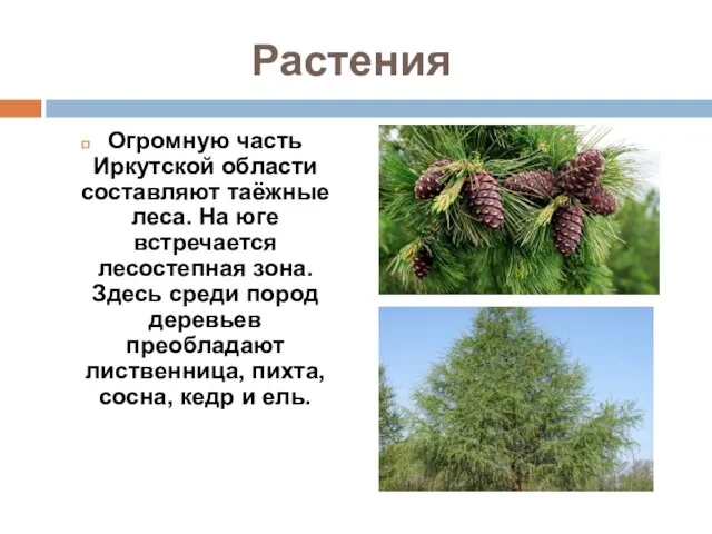 Растения Огромную часть Иркутской области составляют таёжные леса. На юге встречается