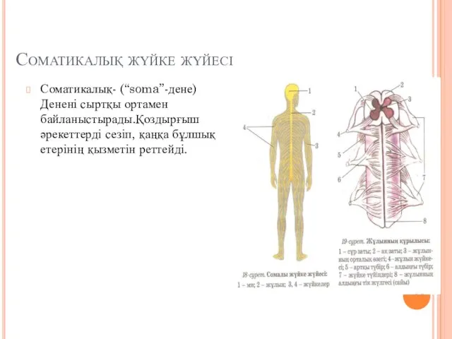 Соматикалық жүйке жүйесі Соматикалық- (“soma”-дене)Денені сыртқы ортамен байланыстырады.Қоздырғыш әрекеттерді сезіп, қаңқа бұлшық етерінің қызметін реттейді.