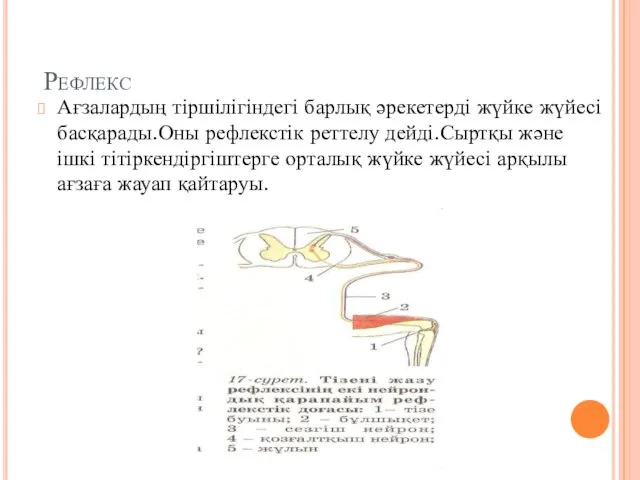 Рефлекс Ағзалардың тіршілігіндегі барлық әрекетерді жүйке жүйесі басқарады.Оны рефлекстік реттелу дейді.Сыртқы