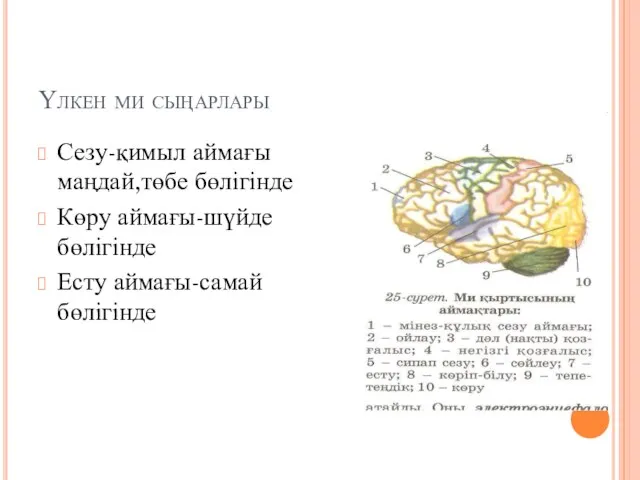 Үлкен ми сыңарлары Сезу-қимыл аймағы маңдай,төбе бөлігінде Көру аймағы-шүйде бөлігінде Есту аймағы-самай бөлігінде