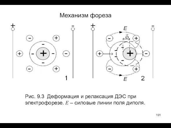 Механизм фореза Рис. 9.3 Деформация и релаксация ДЭС при электрофорезе. E