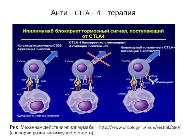 Анти – CTLA – 4 – терапия Рис. Механизм действия ипилимумаба (сценарии развития иммунного ответа). http://www.oncology.ru/moa/vestnik/580/