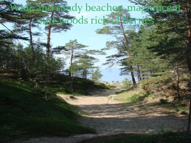 Wide and sandy beaches, magnificent pine woods rich of berries