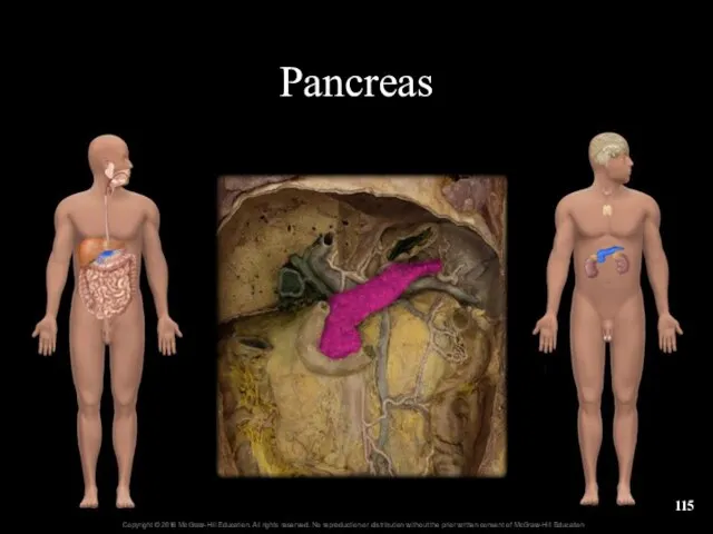 Pancreas