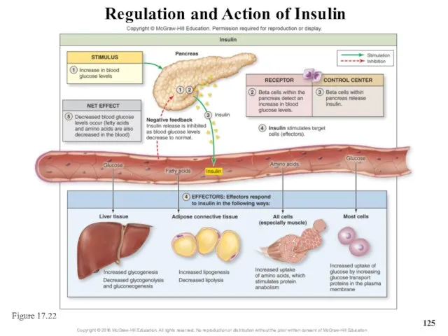 Regulation and Action of Insulin Figure 17.22