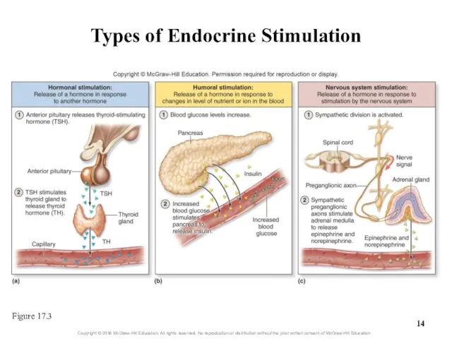 Types of Endocrine Stimulation Figure 17.3