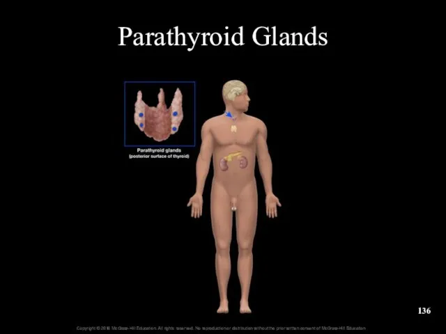 Parathyroid Glands