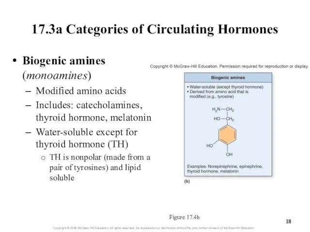 17.3a Categories of Circulating Hormones Figure 17.4b Biogenic amines (monoamines) Modified