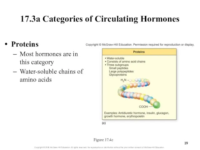 17.3a Categories of Circulating Hormones Figure 17.4c Proteins Most hormones are