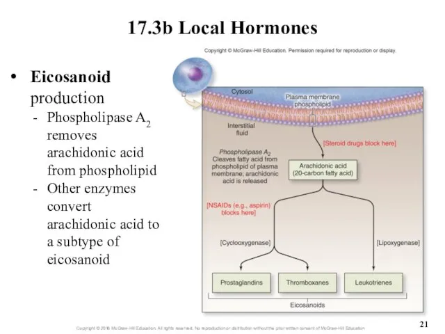 17.3b Local Hormones Eicosanoid production Phospholipase A2 removes arachidonic acid from