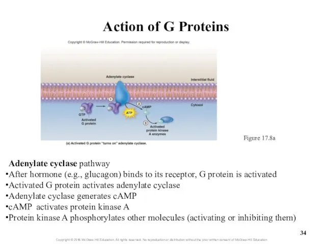 Action of G Proteins Figure 17.8a Adenylate cyclase pathway After hormone