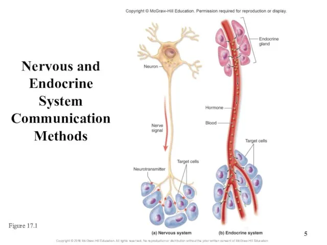 Nervous and Endocrine System Communication Methods Figure 17.1