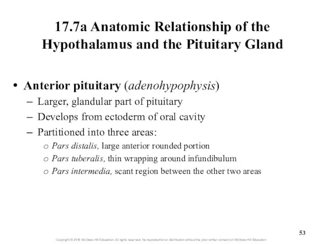 17.7a Anatomic Relationship of the Hypothalamus and the Pituitary Gland Anterior