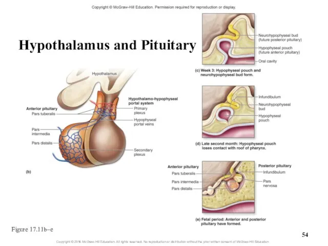 Figure 17.11b–e Hypothalamus and Pituitary