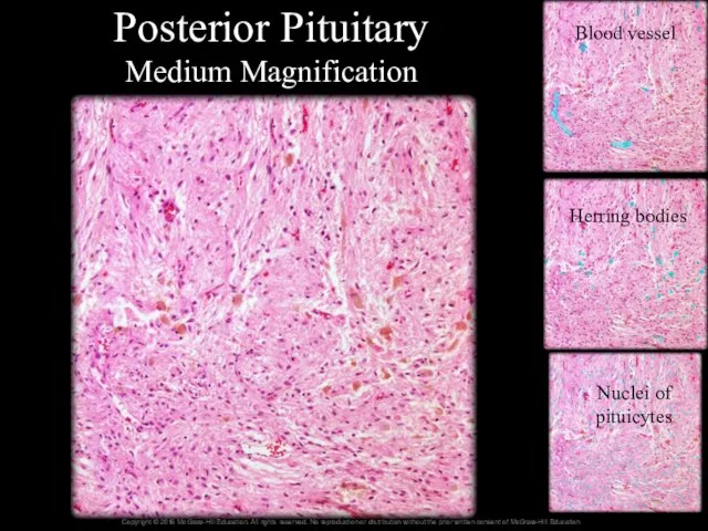 Posterior Pituitary Medium Magnification Blood vessel Herring bodies Nuclei of pituicytes